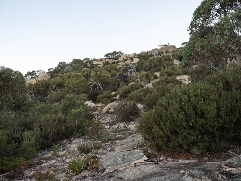 Sendero a la cumbre del monte McLeod