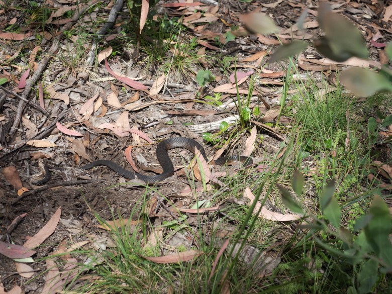 Serpiente cabeza de cobre alpina