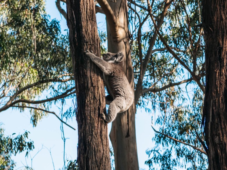 Koala en los Otways
