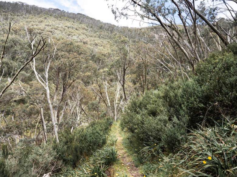 Pista de espuela de Golden Point