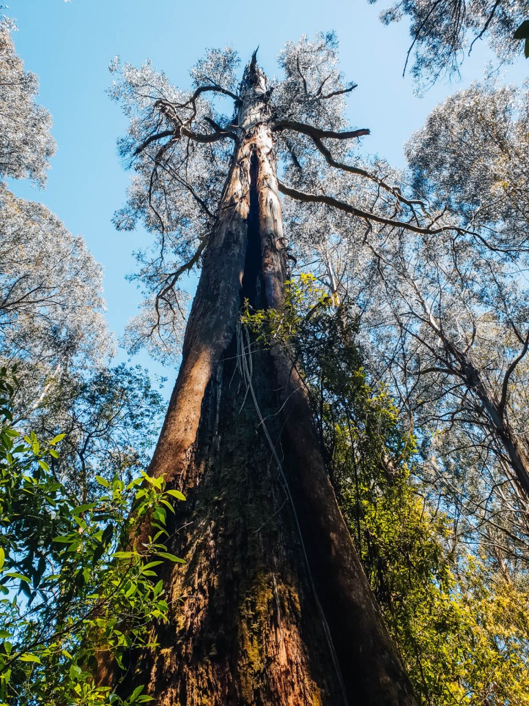 Altísimos fresnos de montaña