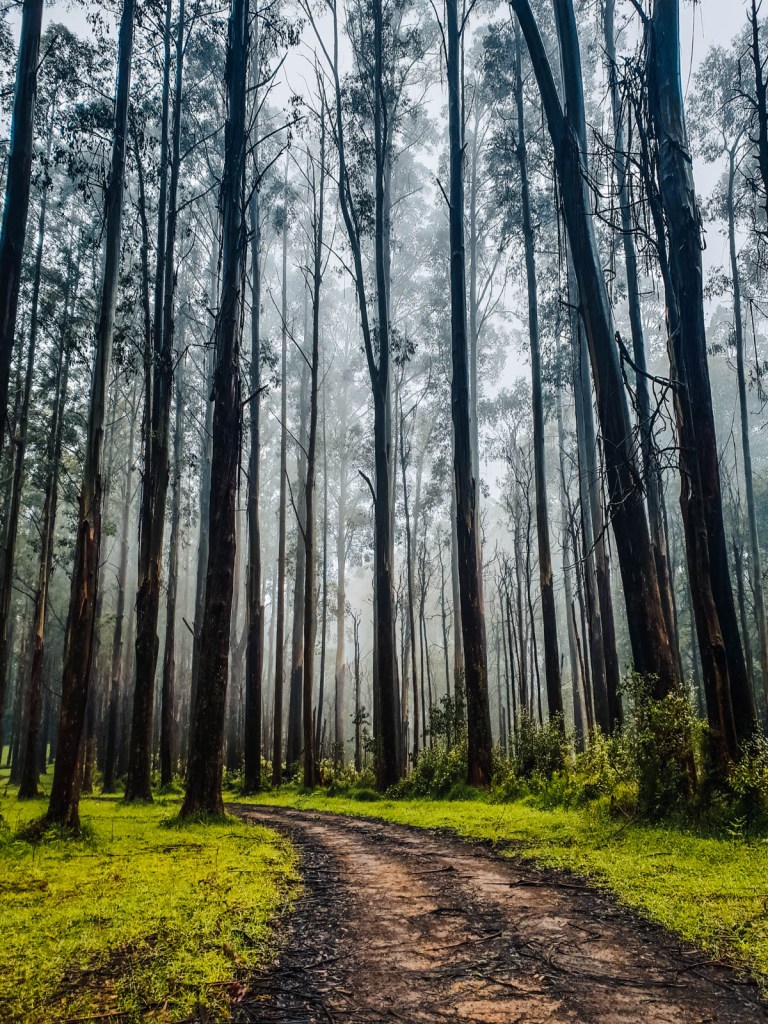 Sendero del monte Donna Buang