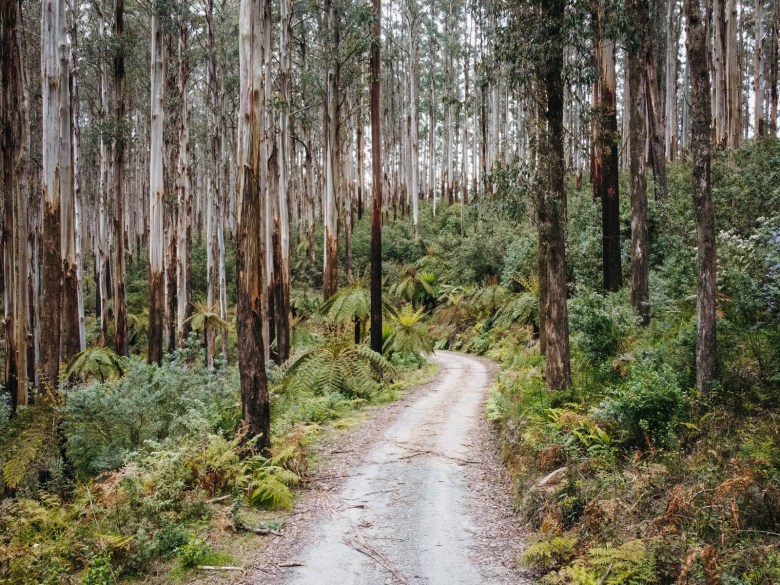 Fresnos de montaña en las cordilleras de Yarra