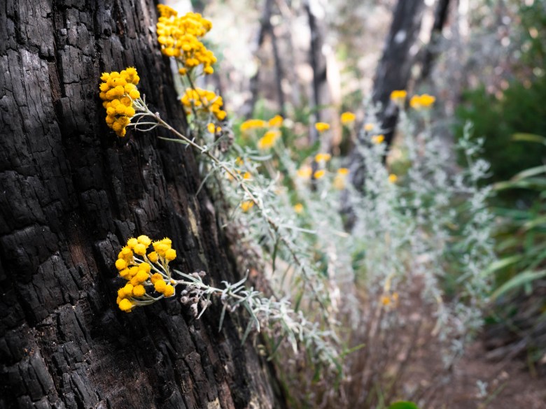 Flores silvestres en Mount Buffalo