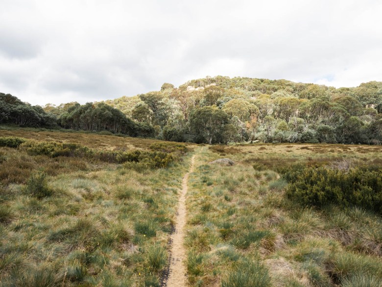 Sendero para caminar en Mt Buffalo
