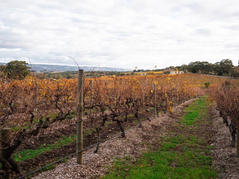 Bodega McLaren Vale