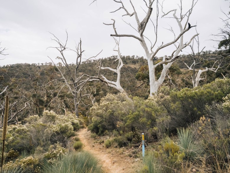 Rutas de senderismo en Southern Flinders Ranges