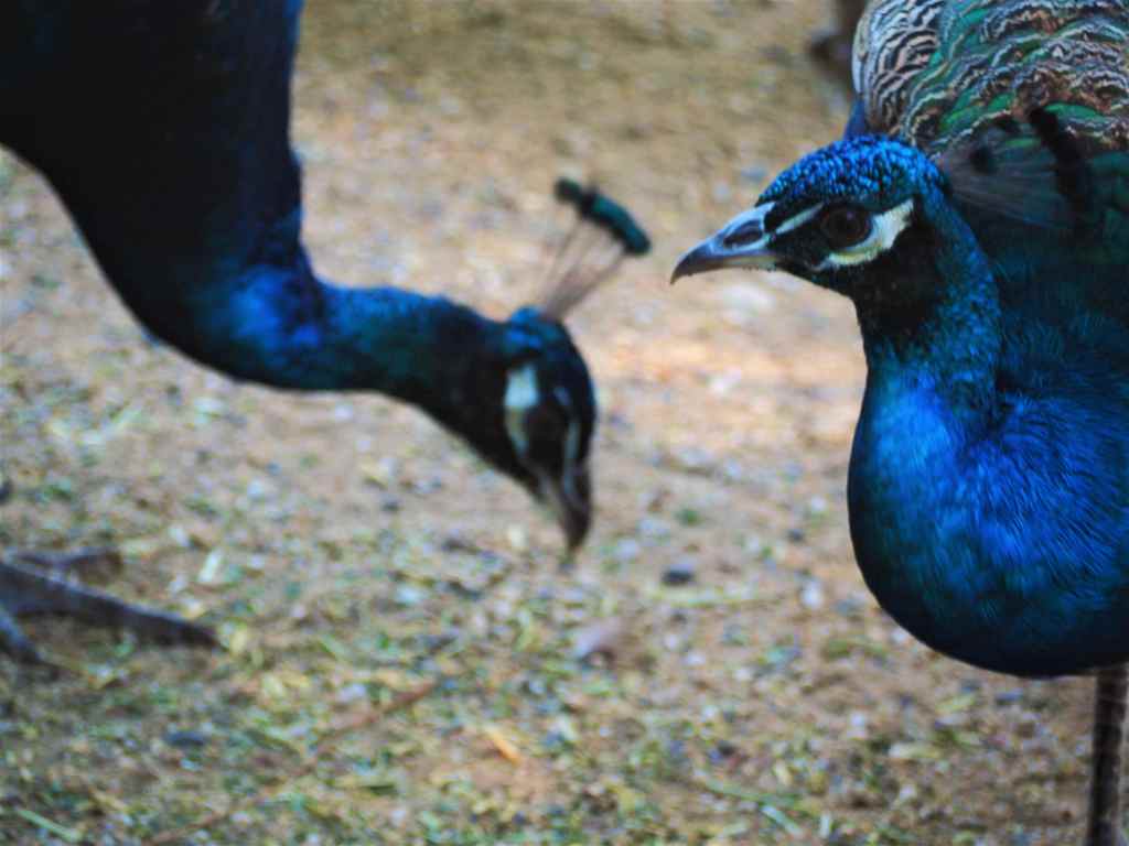 Parque de animales Birdland en Batemans Bay