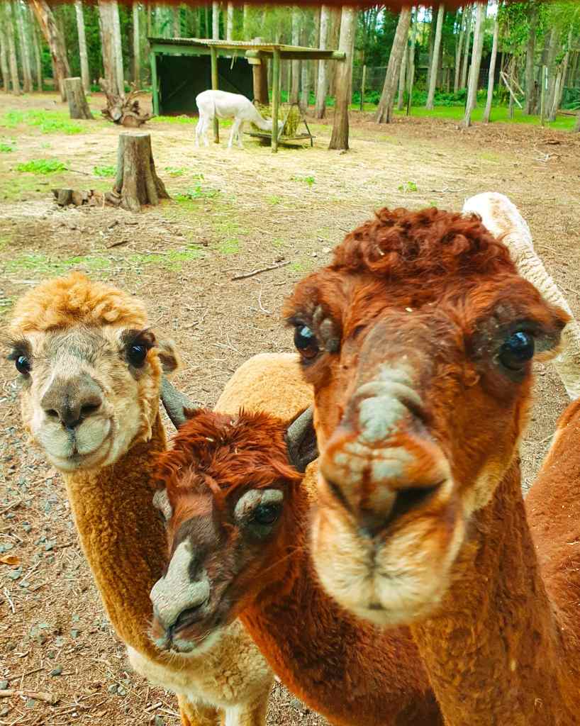 Parque de animales Birdland en Batemans Bay