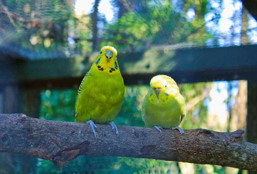 Parque de animales Birdland en Batemans Bay