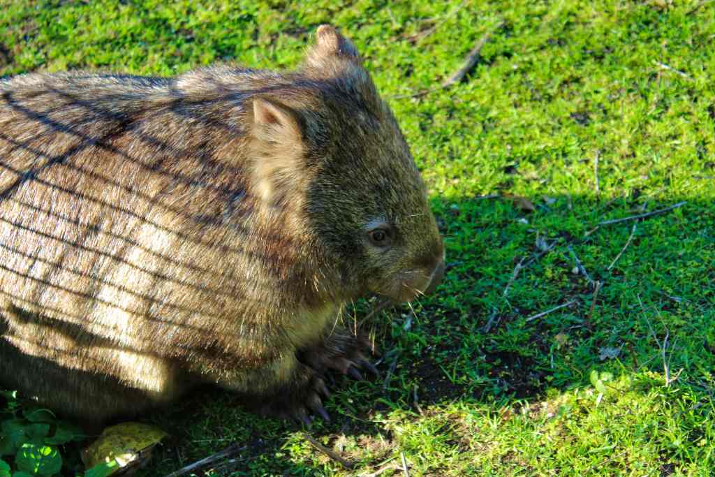 Parque de animales Birdland en Batemans Bay
