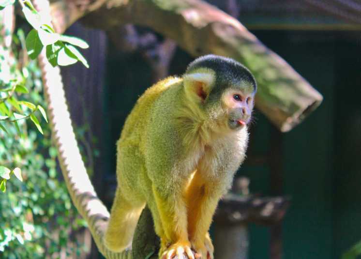 Parque de vida salvaje de Mogo