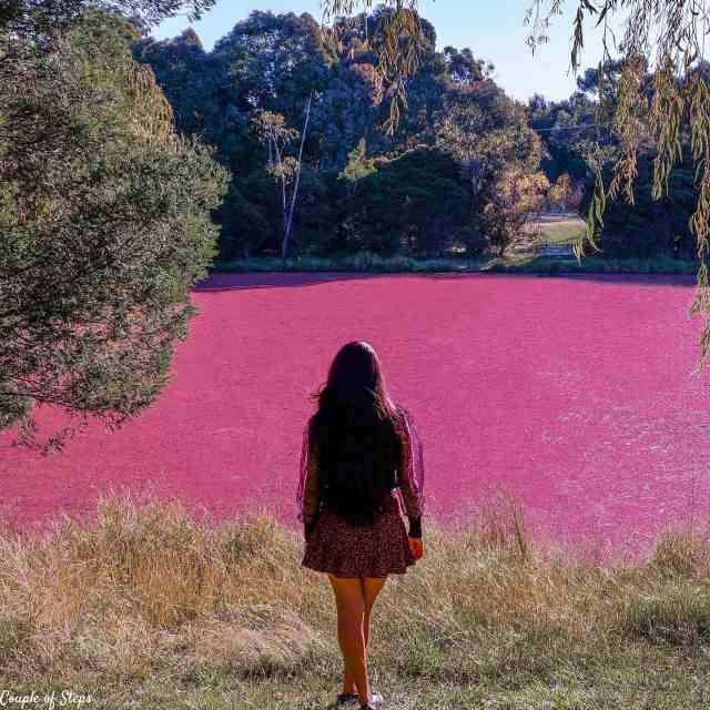 El nuevo imán turístico de Canberra: estanque rosa milenario, Bruce