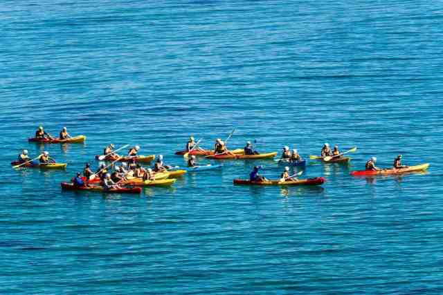 Conoce a los delfines en un kayak de mar