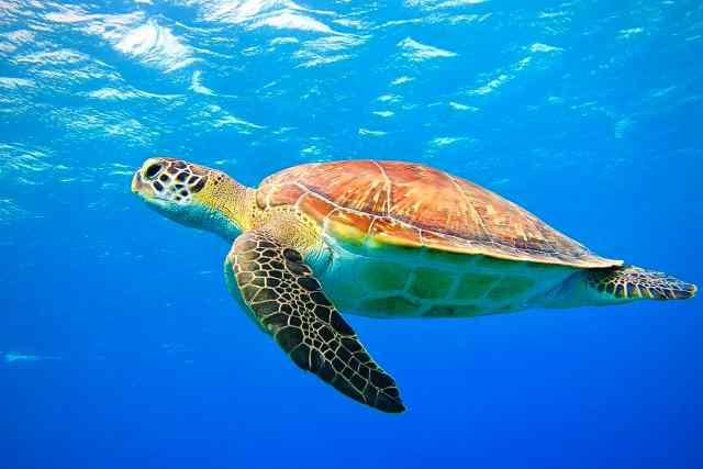 Snorkel con tortugas en Julian Rocks