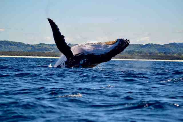 Tour de avistamiento de ballenas, Byron Bay